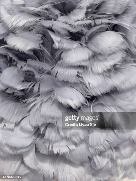 feather background - plumes blanches photos et images de collection