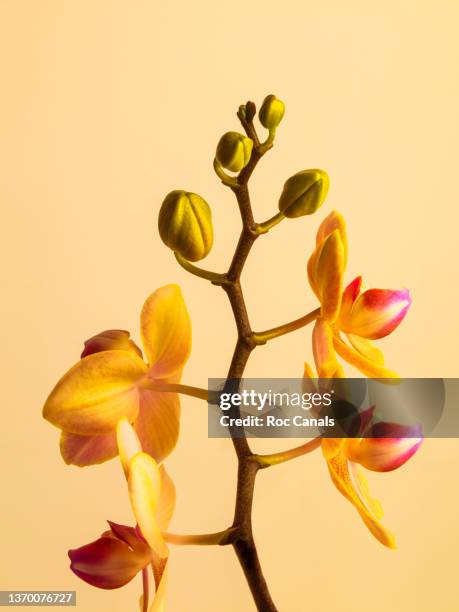 orchid - knop plant stage stockfoto's en -beelden