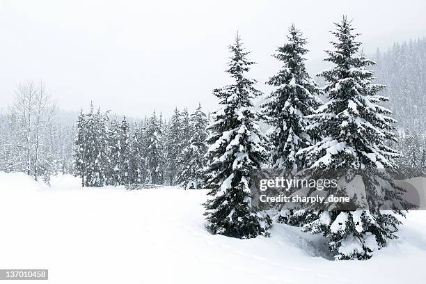 xl winter wald blizzard - immergrüne pflanze stock-fotos und bilder