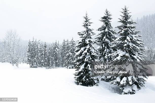 xl bosque invernal ventisca - pine fotografías e imágenes de stock