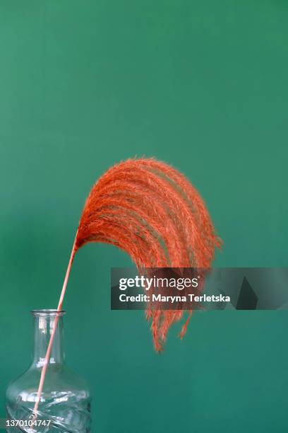 a beautiful dried orange flower stands in a vase. dried flower. room decor. glass vase. dark background. decor. - precious gem stock photos et images de collection