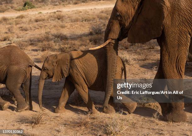 Herd of elephants with babies, Samburu County, Samburu National Reserve, Kenya on August 4, 2021 in Samburu National Reserve, Kenya.