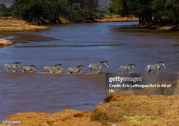 Grevy's Zebras crossing a river in line, Samburu County, Samburu National Reserve, Kenya on August 4, 2021 in Samburu National Reserve, Kenya.