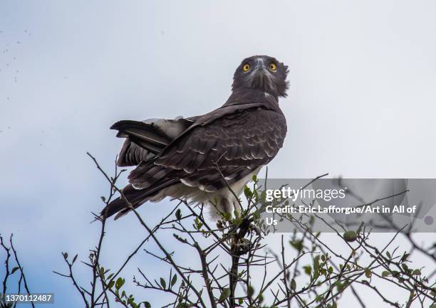 Black-chested snake eagle , Rift Valley Province, Maasai Mara, Kenya on August 12, 2021 in Maasai Mara, Kenya.