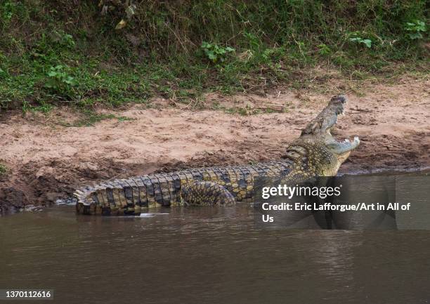 Crocodile with open mouth, Rift Valley Province, Maasai Mara, Kenya on August 12, 2021 in Maasai Mara, Kenya.