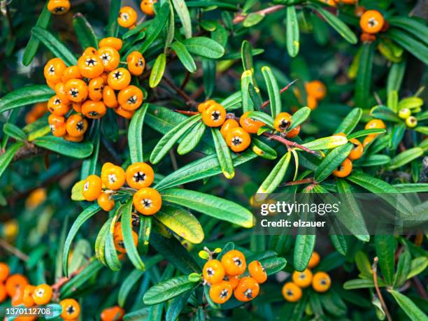 firethorn (pyracantha) berry fruits on shrub. the photo was taken in funchal, madeira island. - buckthorn stock pictures, royalty-free photos & images
