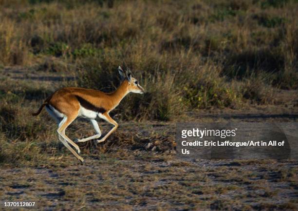 581 Gazelle Running Photos and Premium High Res Pictures - Getty Images