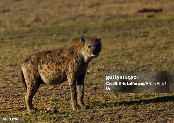 Spotted Hyena looking at camera, Kajiado County, Amboseli, Kenya on November 19, 2021 in Amboseli, Kenya.