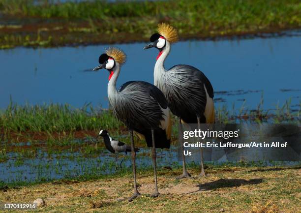 Grey crowned cranes couple , Kajiado County, Amboseli, Kenya on November 19, 2021 in Amboseli, Kenya.