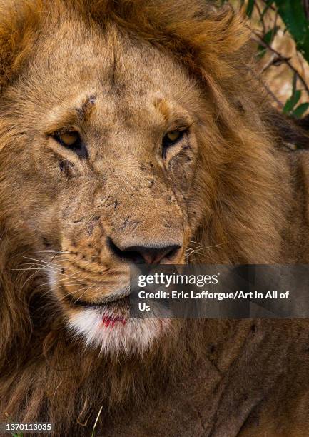 Lion head, Rift Valley Province, Maasai Mara, Kenya on August 12, 2021 in Maasai Mara, Kenya.