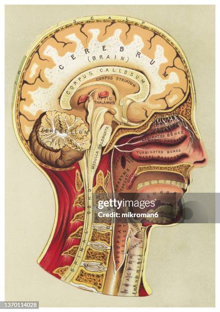 old chromolithograph illustration of human brain and spinal cord - brain segment stock-fotos und bilder