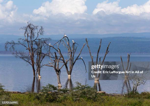 Dead trees in front of the rising waters of a lake, Rift Valley Province, Nakuru, Kenya on August 10, 2021 in Nakuru, Kenya.