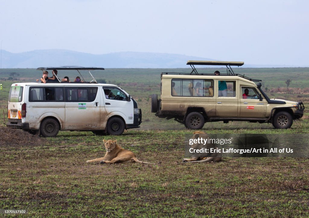 Lions couple ready to mate in front of tourists, Rift Valley Province, Maasai Mara, Kenya