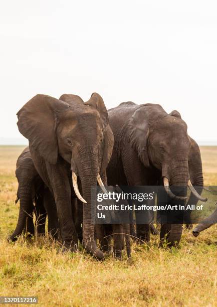 Elephants , Rift Valley Province, Maasai Mara, Kenya on August 11, 2021 in Maasai Mara, Kenya.