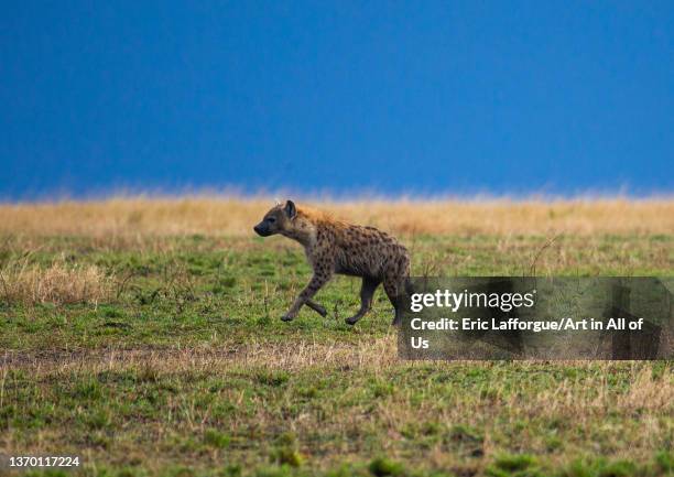 Spotted Hyena running, Rift Valley Province, Maasai Mara, Kenya on August 11, 2021 in Maasai Mara, Kenya.