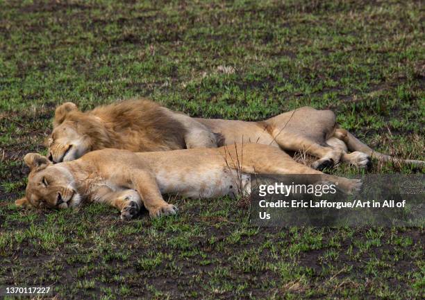 13,640 Wild Animals Sleeping Photos and Premium High Res Pictures - Getty  Images