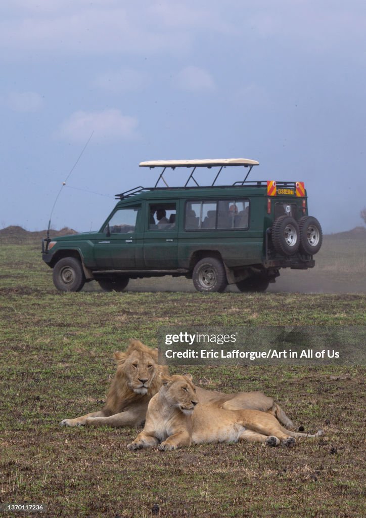 Lions couple ready to mate in front of tourists, Rift Valley Province, Maasai Mara, Kenya...