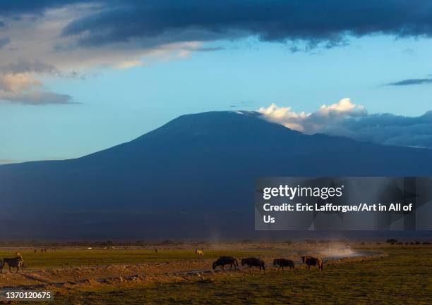 Wildebeests at the foot of Mount Kilimanjaro, Kajiado County, Amboseli, Kenya on November 19, 2021 in Amboseli, Kenya.