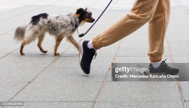 young person walking with dog on the sidewalk. - promenade seafront stock pictures, royalty-free photos & images