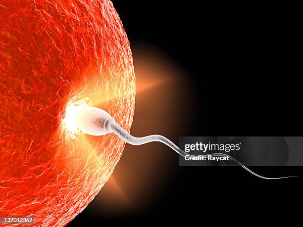 the beginning - sperm stock pictures, royalty-free photos & images