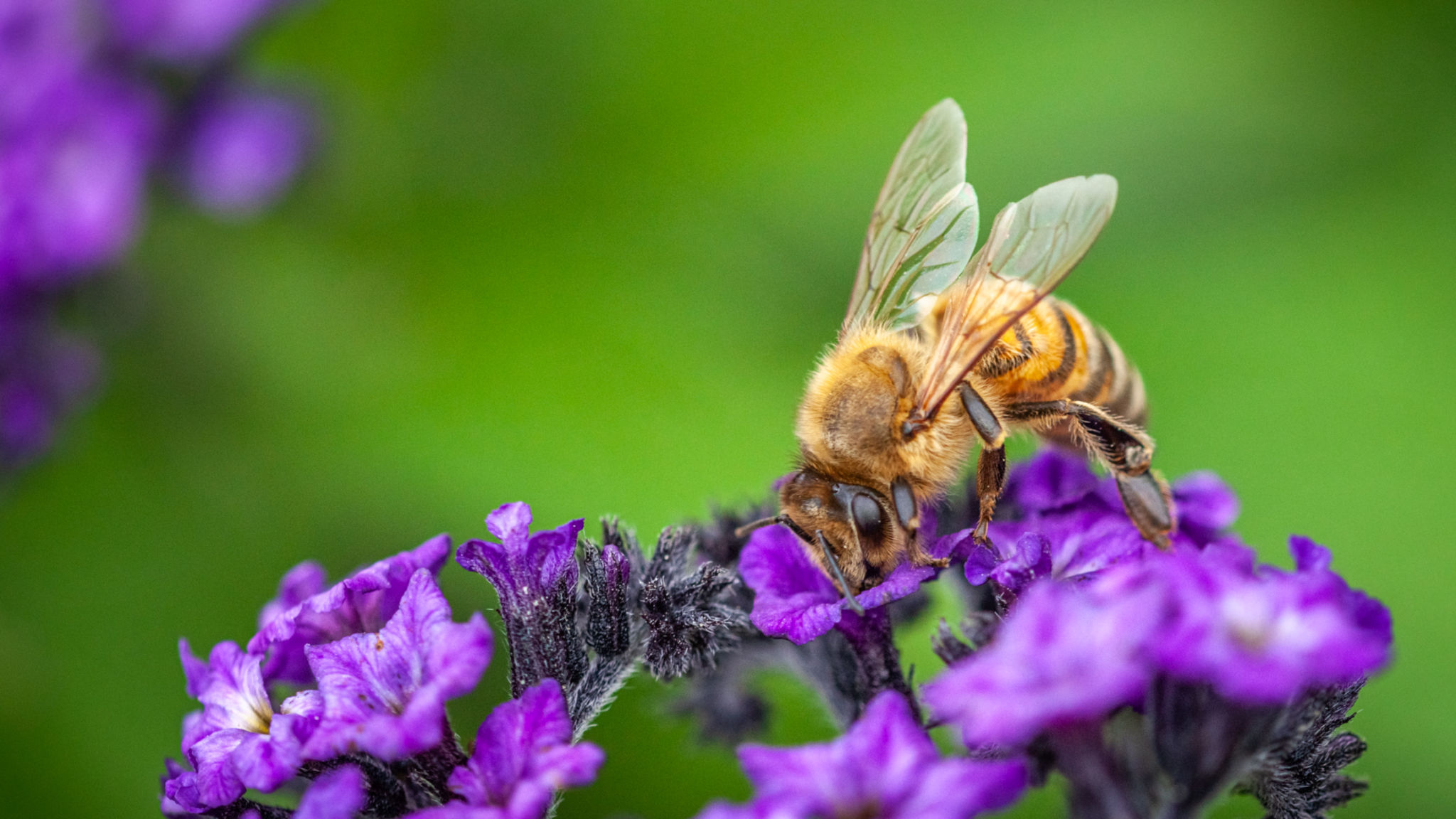 pollinator garden
