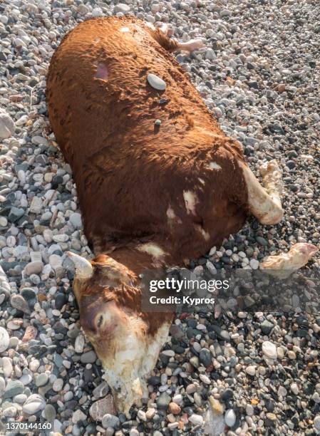 january 19, 2022 - dead cow washed ashore on greek beach - greece"n"n - death of a rotten photos et images de collection