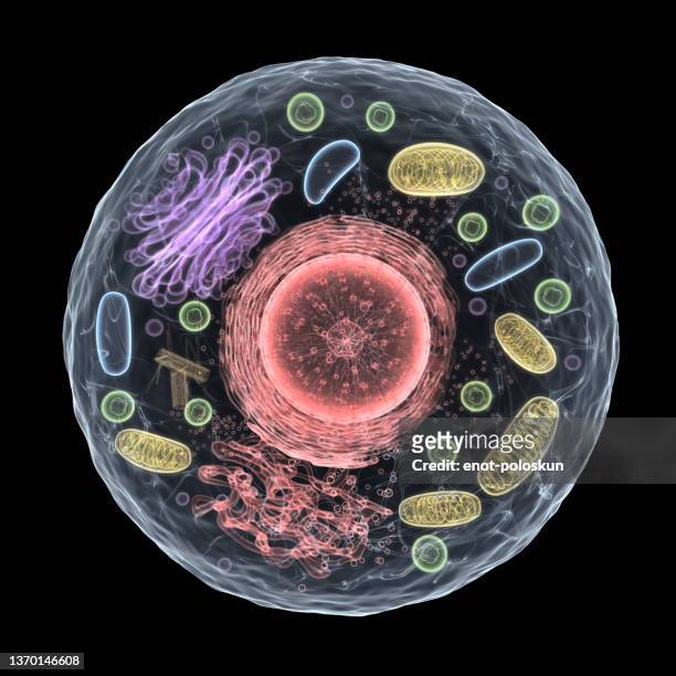 3d lebende zelle - cell structure stock-fotos und bilder