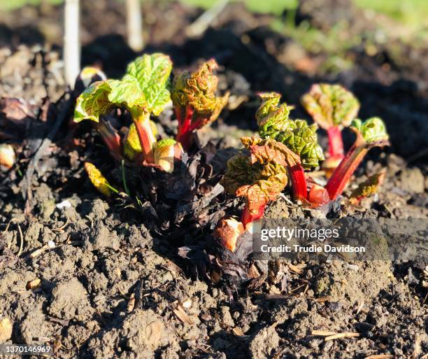 rhubarb - ruibarbo planta - fotografias e filmes do acervo