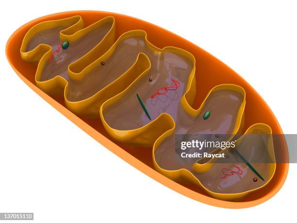 ミトコンドリア断面 - 動物の細胞小器官 ストックフォトと画像