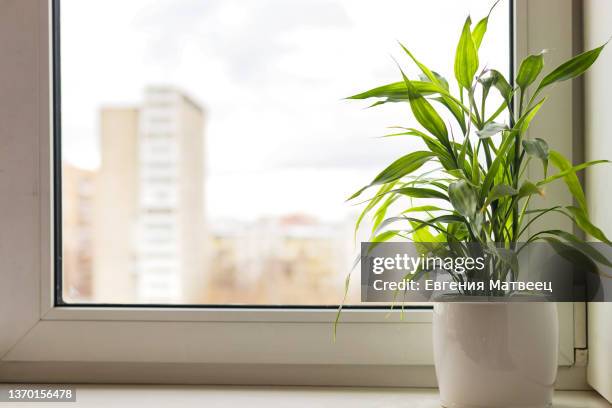 bamboo plant dracaena sanderiana in white flower pot on room window sill on blurred city natural background - peitoril de janela - fotografias e filmes do acervo