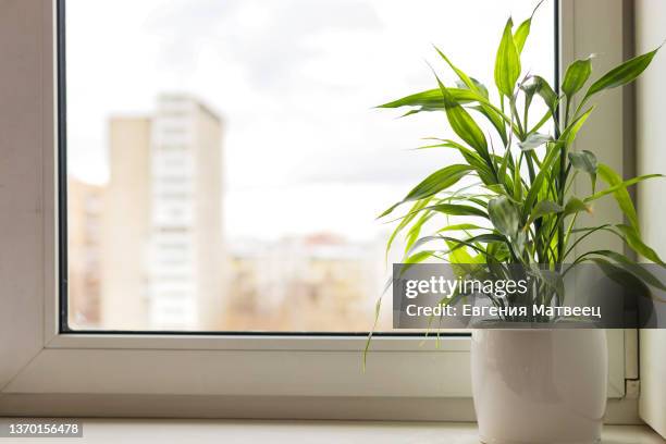 bamboo plant dracaena sanderiana in white flower pot on room window sill on blurred city natural background - window sill 個照片及圖片檔