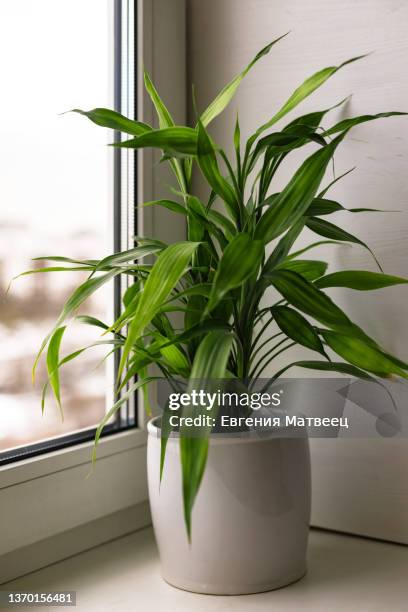 bamboo plant dracaena sanderiana in white flower pot on room window sill on blurred city natural background - dracaena stock pictures, royalty-free photos & images