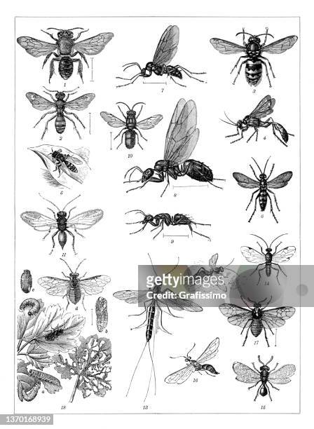 stockillustraties, clipart, cartoons en iconen met collection of insects wesp and bee drawing 1898 - bee stock illustrations