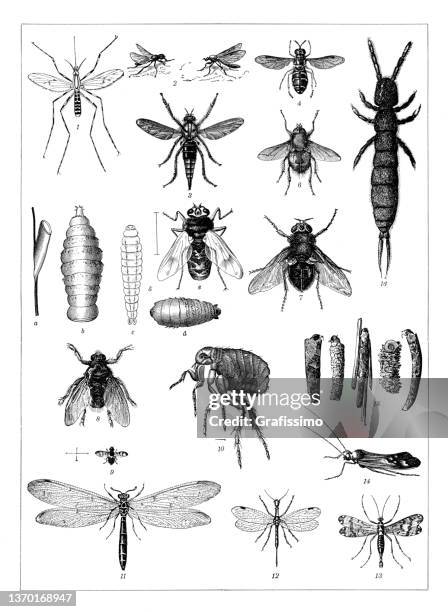 sammlung von insekten fliegenfloh zeichnung 1898 - bildtechnik stock-grafiken, -clipart, -cartoons und -symbole