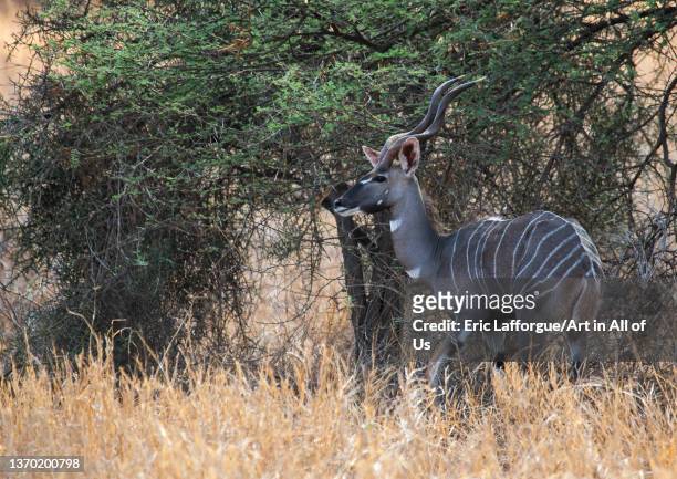 Great kudu female , Coast Province, Tsavo West National Park, Kenya on November 21, 2021 in Tsavo West National Park, Kenya.