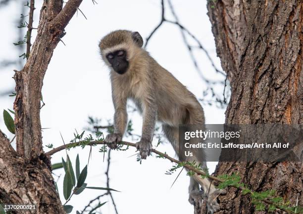 Vervet monkey in a tree, Coast Province, Tsavo West National Park, Kenya on November 21, 2021 in Tsavo West National Park, Kenya.