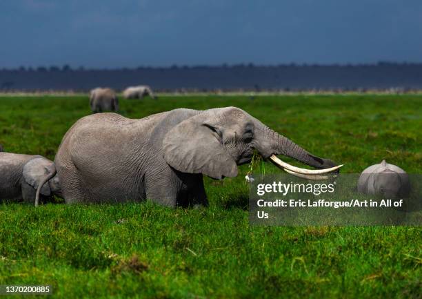 Elephants feeding in the green grassland, Kajiado County, Amboseli, Kenya on November 17, 2021 in Amboseli, Kenya.