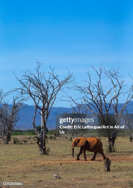 Elepehant in the middle of dead trees, Coast Province, Tsavo East National Park, Kenya on November 23, 2021 in Tsavo East National Park, Kenya.