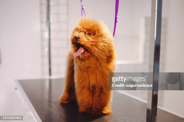 professional dog groomer in a pet salon - toy poodle stock pictures, royalty-free photos & images