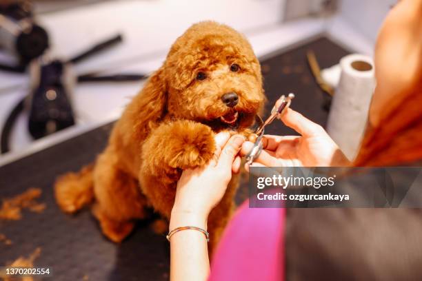 professional dog groomer in a pet salon - toy poodle stock pictures, royalty-free photos & images