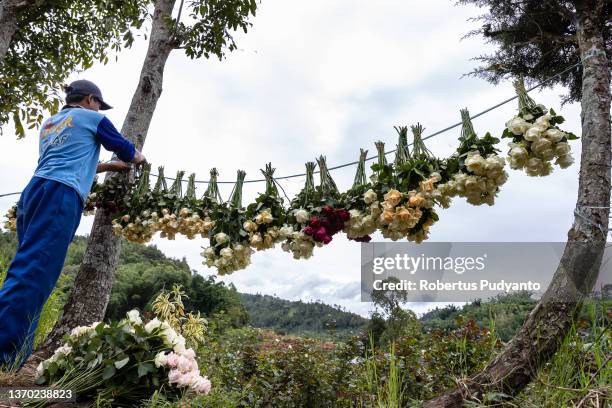 Farmer dries roses in the sun ahead of Valentine's Day on February 13, 2022 in Malang, Indonesia. Indonesia will celebrate Valentine's day as...