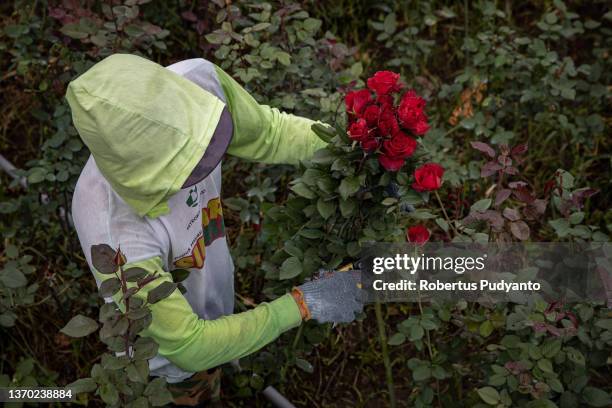 Farmer harvests roses ahead of Valentine's Day on February 13, 2022 in Malang, Indonesia. Indonesia will celebrate Valentine's day as COVID-19...