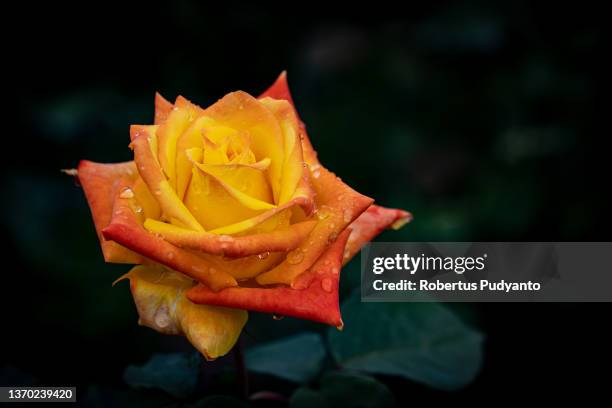 Rose is seen at flowers farm ahead of Valentine's Day on February 13, 2022 in Malang, Indonesia. Indonesia will celebrate Valentine's day as COVID-19...