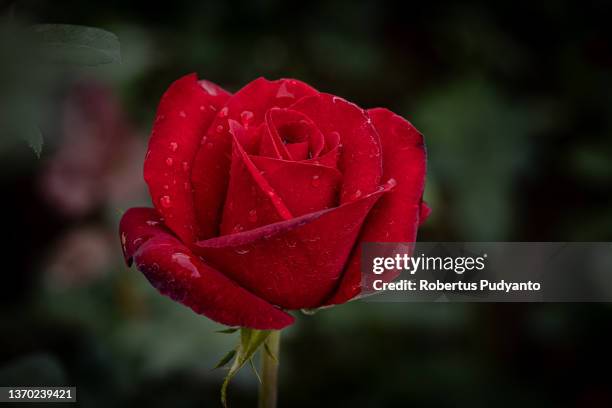 Rose is seen at flowers farm ahead of Valentine's Day on February 13, 2022 in Malang, Indonesia. Indonesia will celebrate Valentine's day as COVID-19...