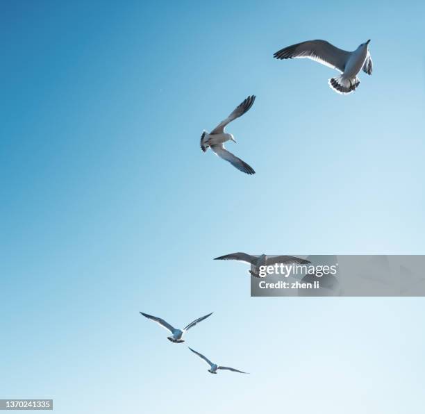 seagulls flying in the sky - a flock of seagulls stock pictures, royalty-free photos & images