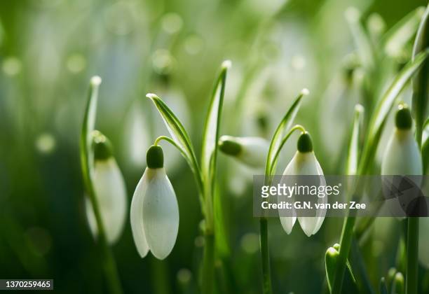 first springflower - snowdrops stockfoto's en -beelden