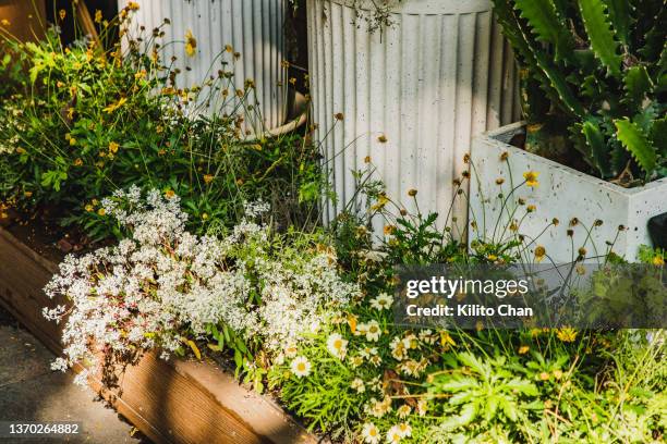 front or backyard flower garden with daisy in blossom - fiore di campo foto e immagini stock