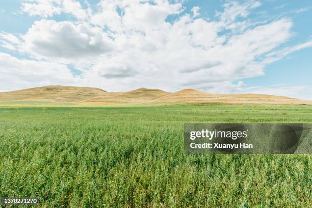 green meadow and blue sky - llanura fotografías e imágenes de stock