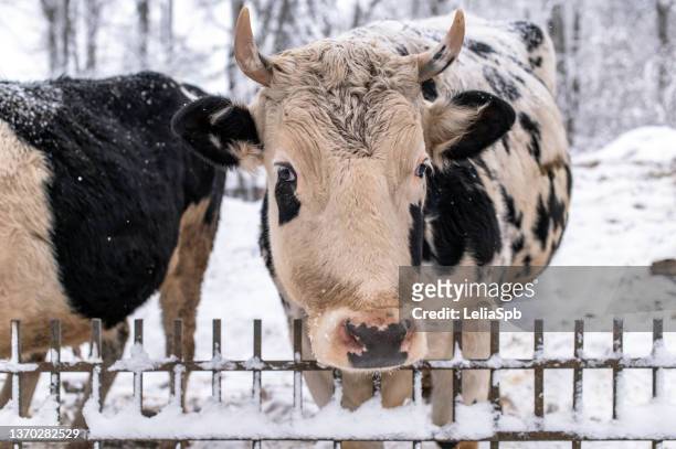 spotted cow on the farm - cow eye - fotografias e filmes do acervo
