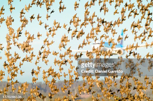 Flocks of Starlings Flying in sync, thousands of birds flying, wildlife, Aeronautical dangers, dangers for airplanes